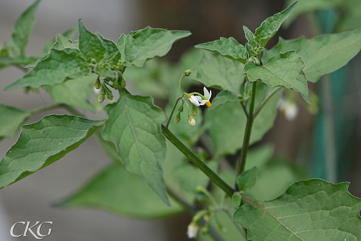 En liten vit blomma, snarlik potatisens, på en knoppig klase bland alla de stora bladen