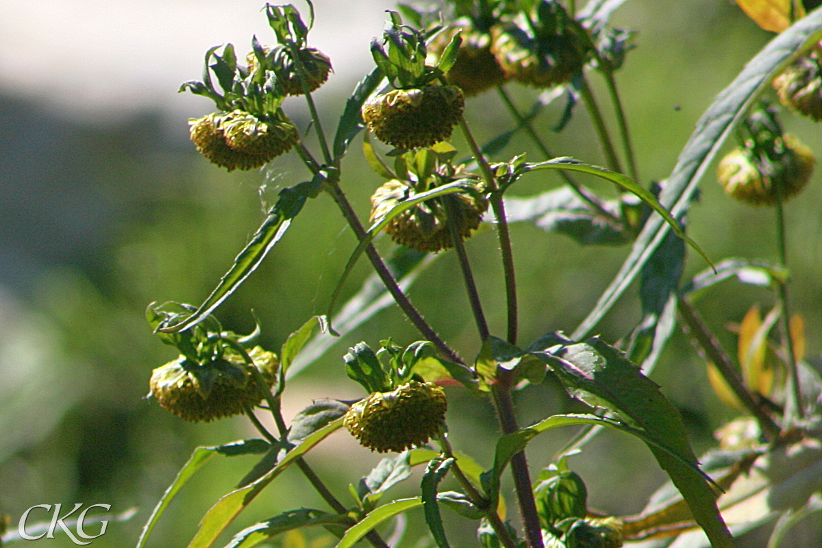 Snart hänger alla blommorna från sina skaft