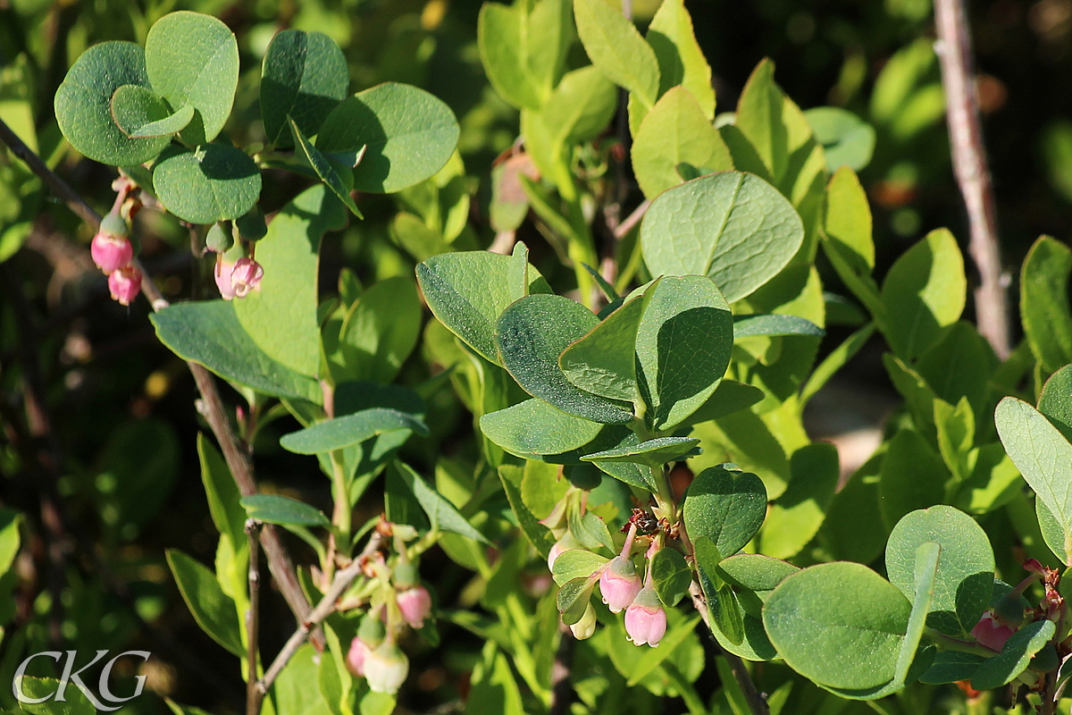 Odonblommor varierar i färg från grönvita till chockrosa