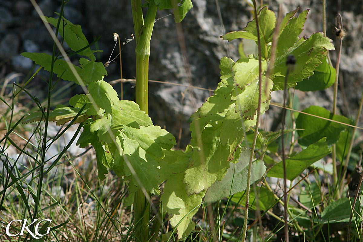 Palsternacka_blad_17002.JPG