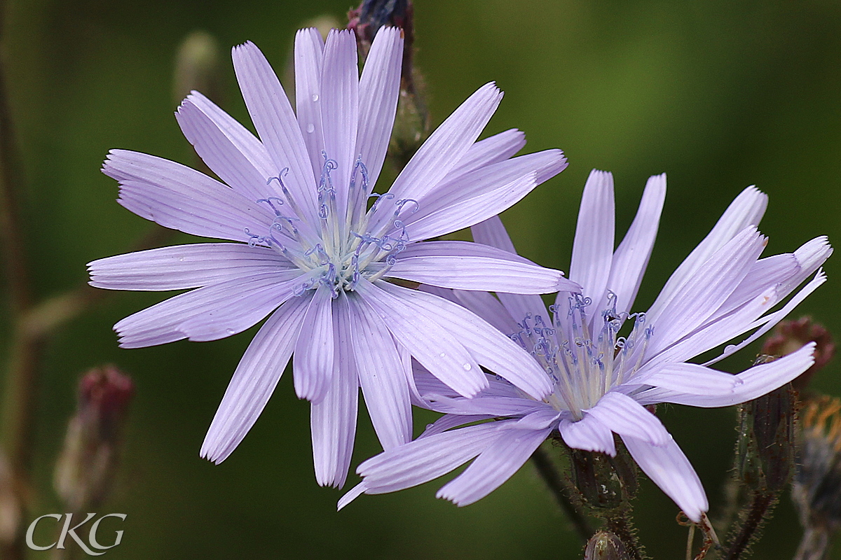 De vackra blommorna kan lätt locka en att ta hem en planta till trädgården, men då har man snart ingen trädgård kvar