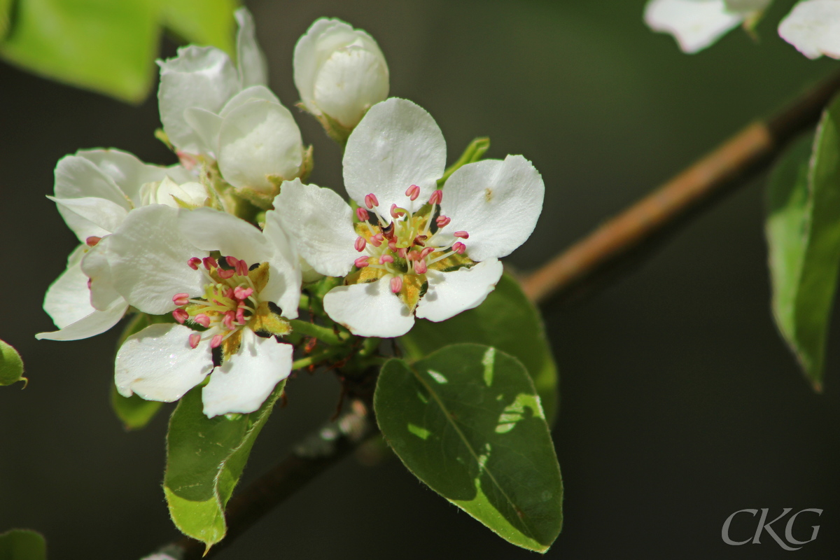 Päron har stora vita blommor med röda ståndarknappar.