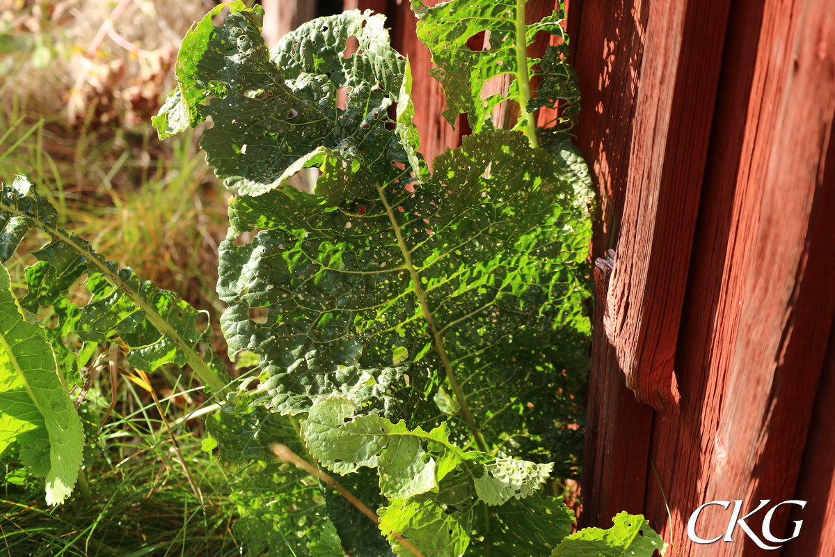 Pepparrot_blad_nastan_uppatna_SListre_056966.JPG