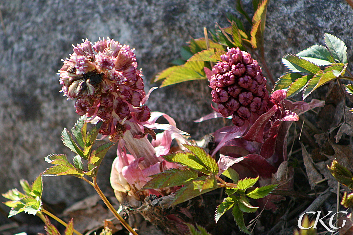 Pestskråpens rödrosa blommor visar sig innan de stora bladen utvecklas