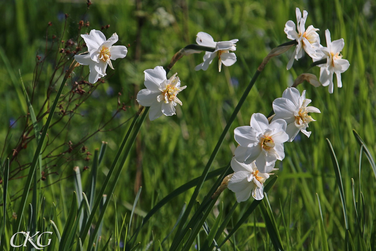 I trakten finns en sorts gammaldags narciss spridd, och ofta kvarstående mycket långe, med långa smala blågrå stänglar, relativt små blommor, men med fin doft och ofta med dubbla blommor