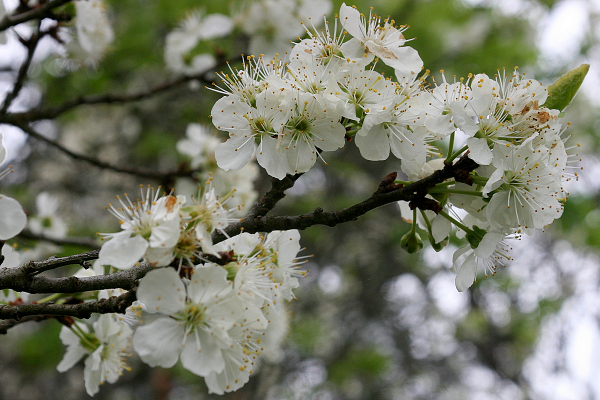 Förvildat plommonsnår i blom, med stora vita blommor