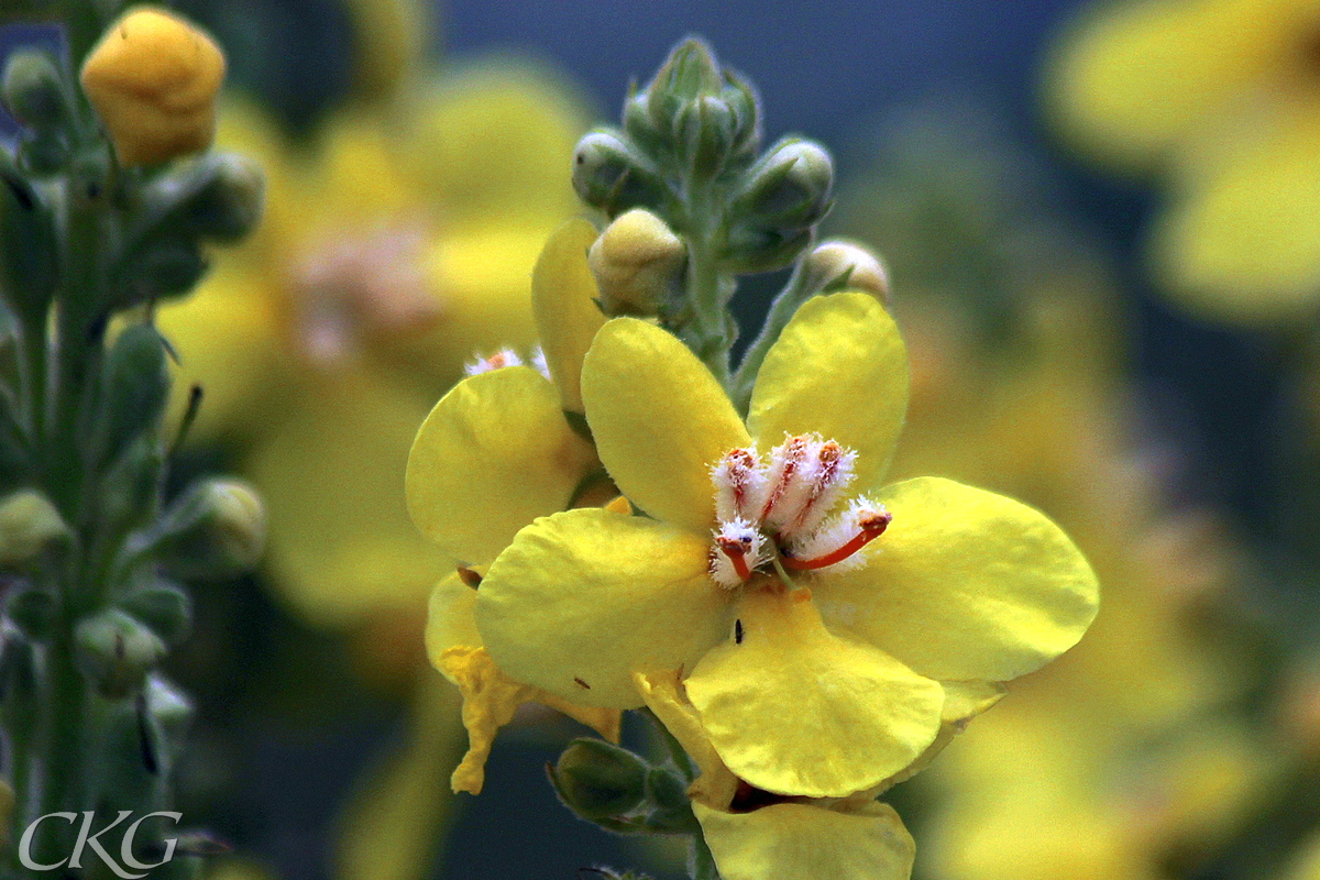 De stora gula blommorna har rödorange ståndare med vit ull ända upp på ståndarknapparna