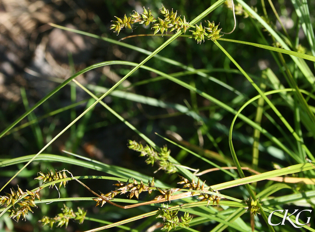 Alla ax lika, med hanblommor nederst, men här redan överblommade