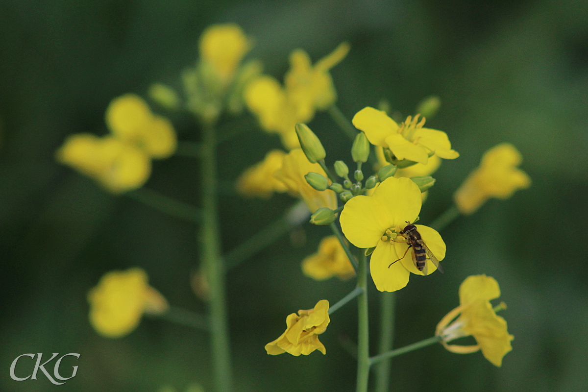 Stora mer än cm-breda, gula blommor i cylindriska blomställningar