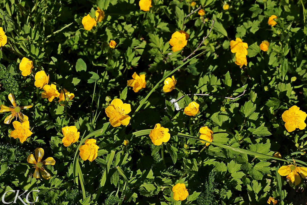 Revsmörblomma kan lätt bilda täta bestånd