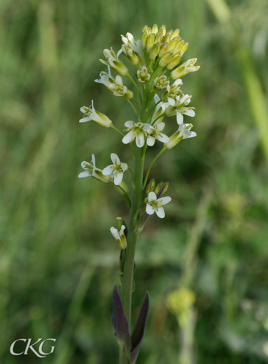 Rockentrav, blomspira