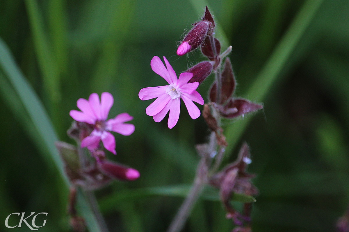 Rödbläran har skilda han- och honplantor , men bägge har stora rödrosa blommor