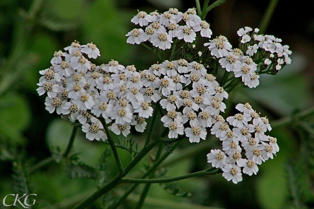 Röllekans blomkorgar är små. Kantblommorna har en liten flik, som omger några få rörformiga blommor i mitten