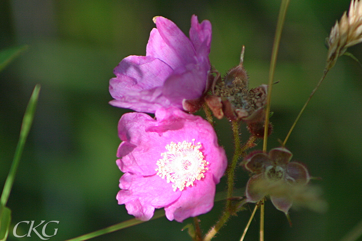 Rosenhallon har nyponros-lika blommor