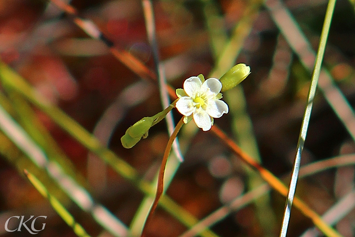 Rundsleshar_blomma_Lillsjon_052889.JPG