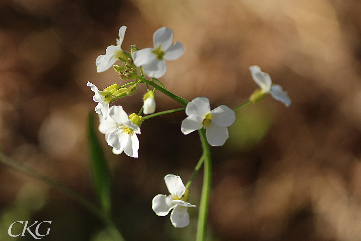 Sandtrav_blommor_Listregdn_058614.JPG