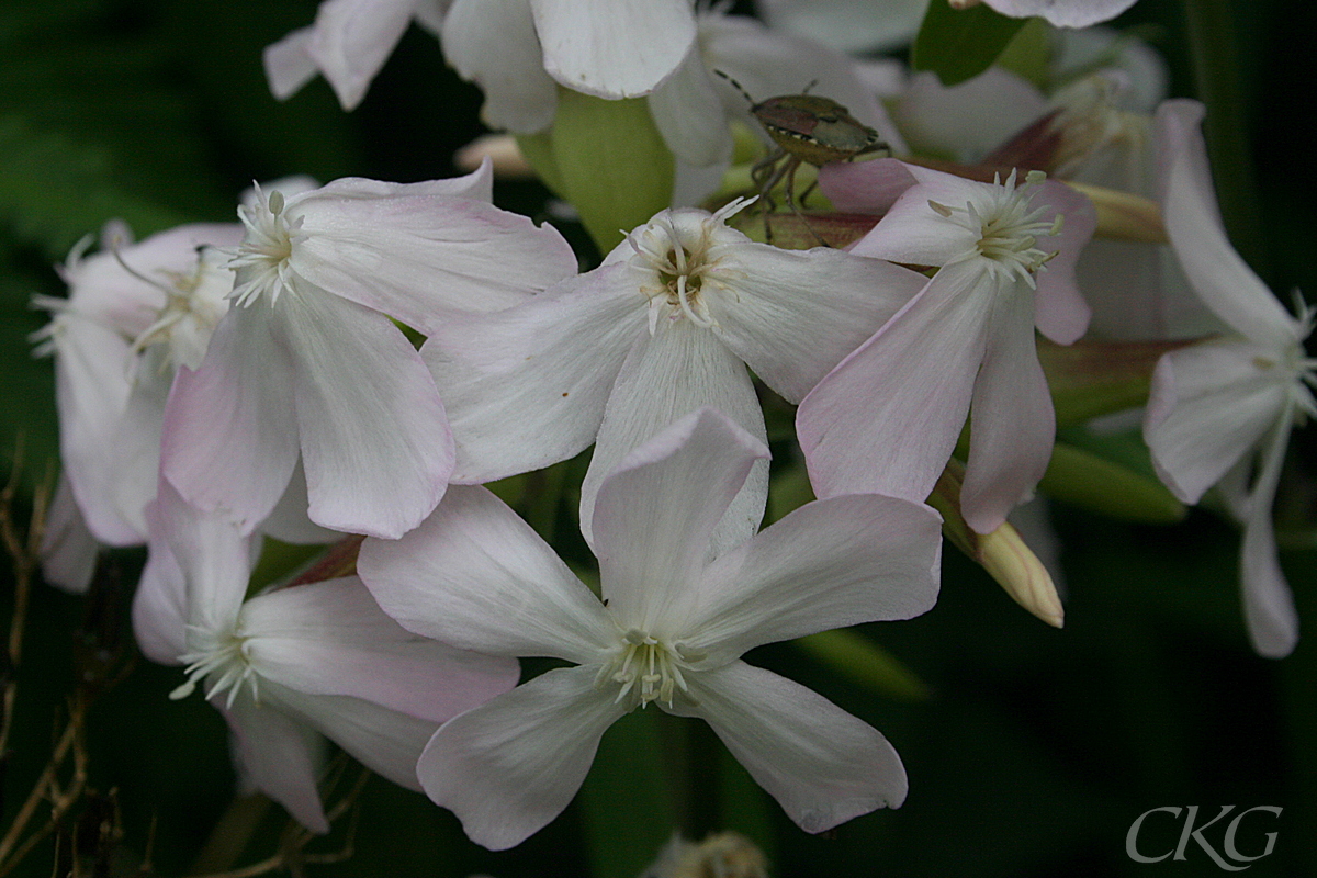 De blekrosa blommorna har en fin doft, och brukar besökas av dagsvärmare och andra nattfjärilar