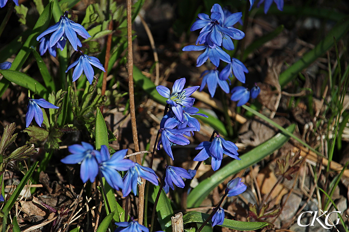 Scilla, dvs Rysk blåstjärna, har nickande blommor, och sprider sig som en blå löpeld