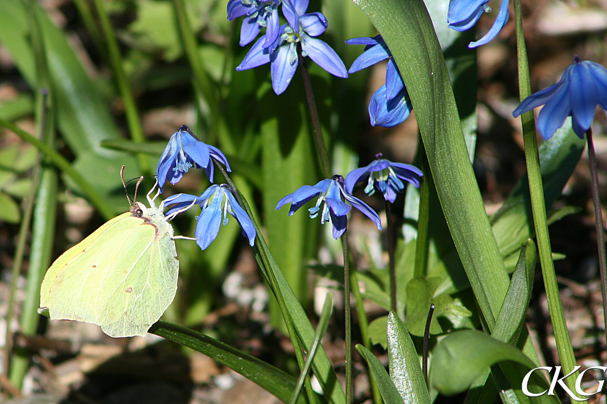 Scilla_m_citronfjaril_26984.JPG