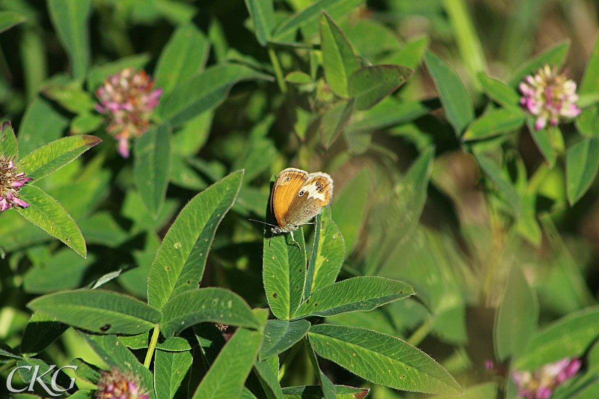 Skogsklover_blad_m_parlgrasfjaril_S09_052995.JPG