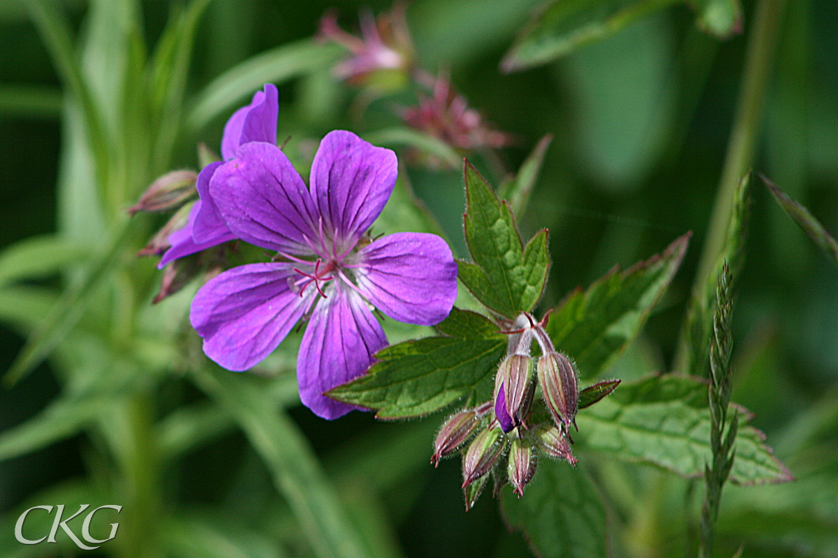 Skogsnäva eller Midsommarblomster brukar blomma som bäst kring midsommar