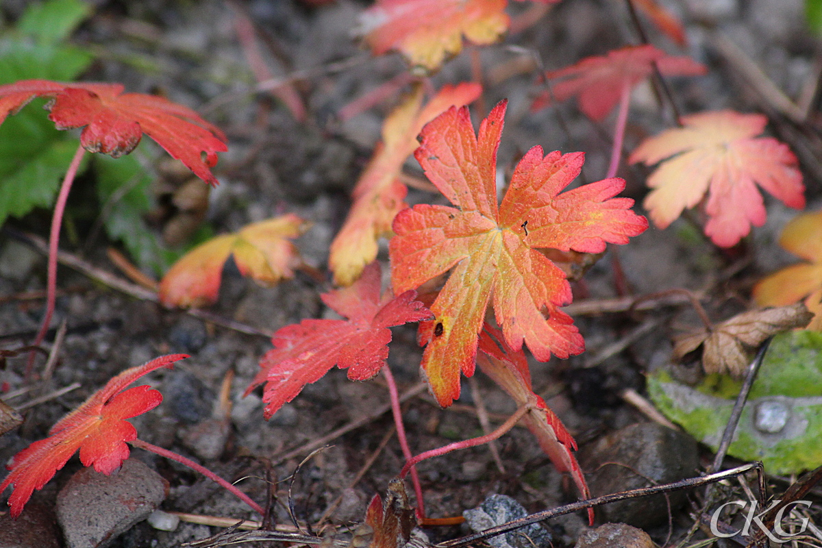 Skogsnava_blad_hostrott_040886.JPG