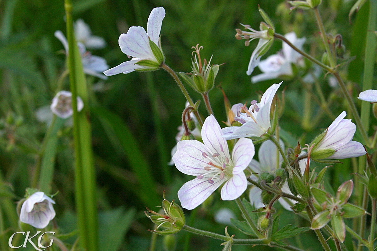 Skogsnava_vitblommande_11215.JPG