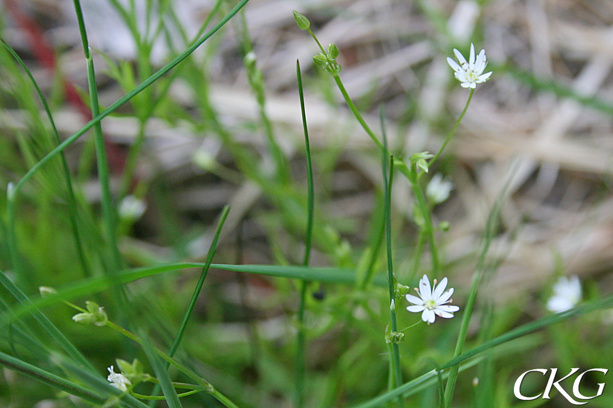 Djupt kluvna blommor i glesa blomställningar