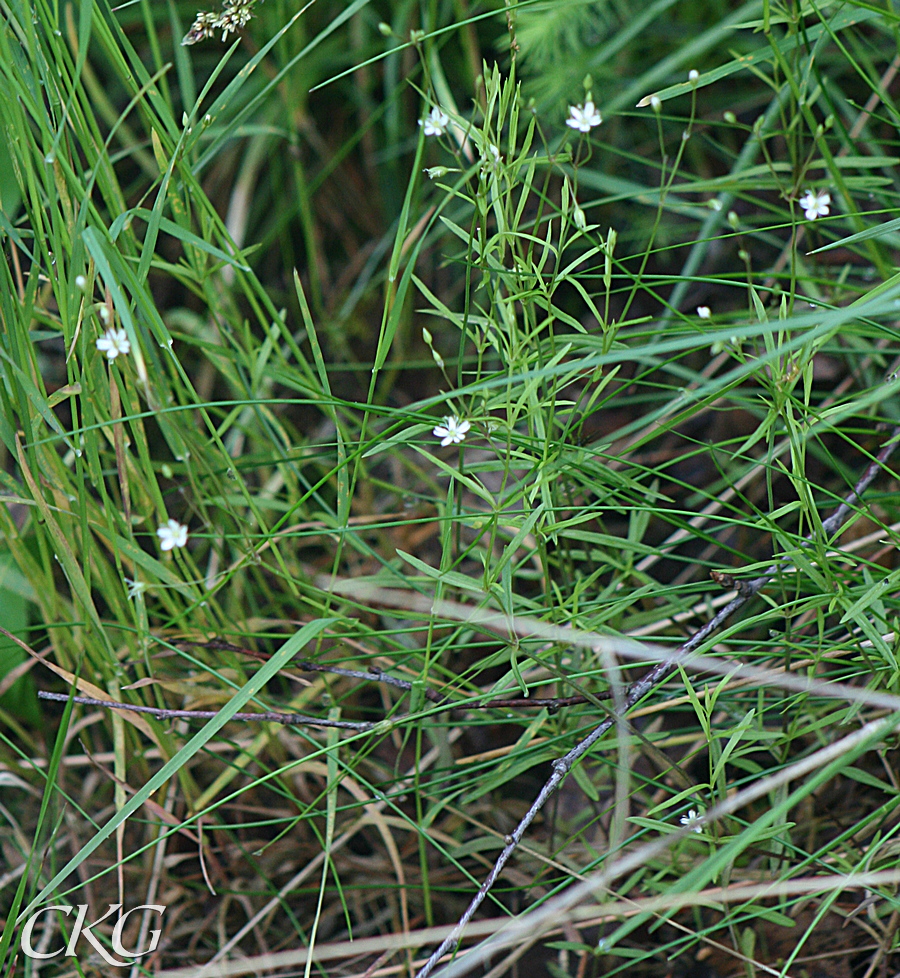 Skogsstjarnblomma_15323.JPG