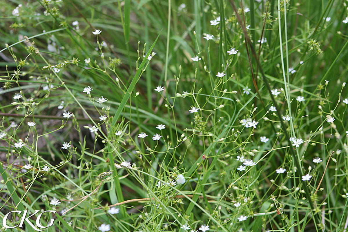 Skogsstjarnblomma_15986.JPG