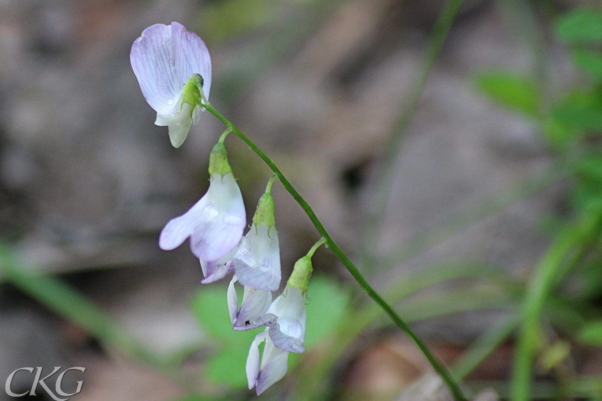 Klasar av regnvåta stora, vita blommor med violett ådring