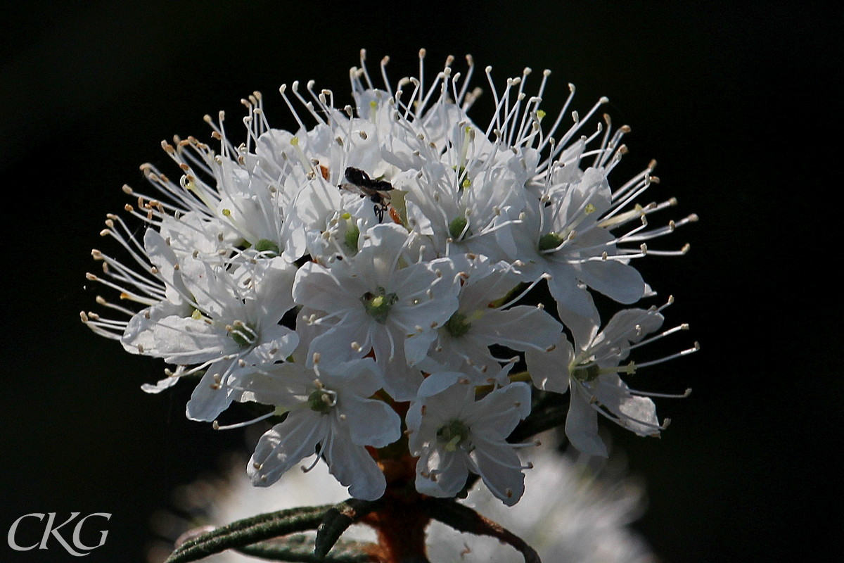 Skvattram, fin blomning, även bild på blommande skvattramskog