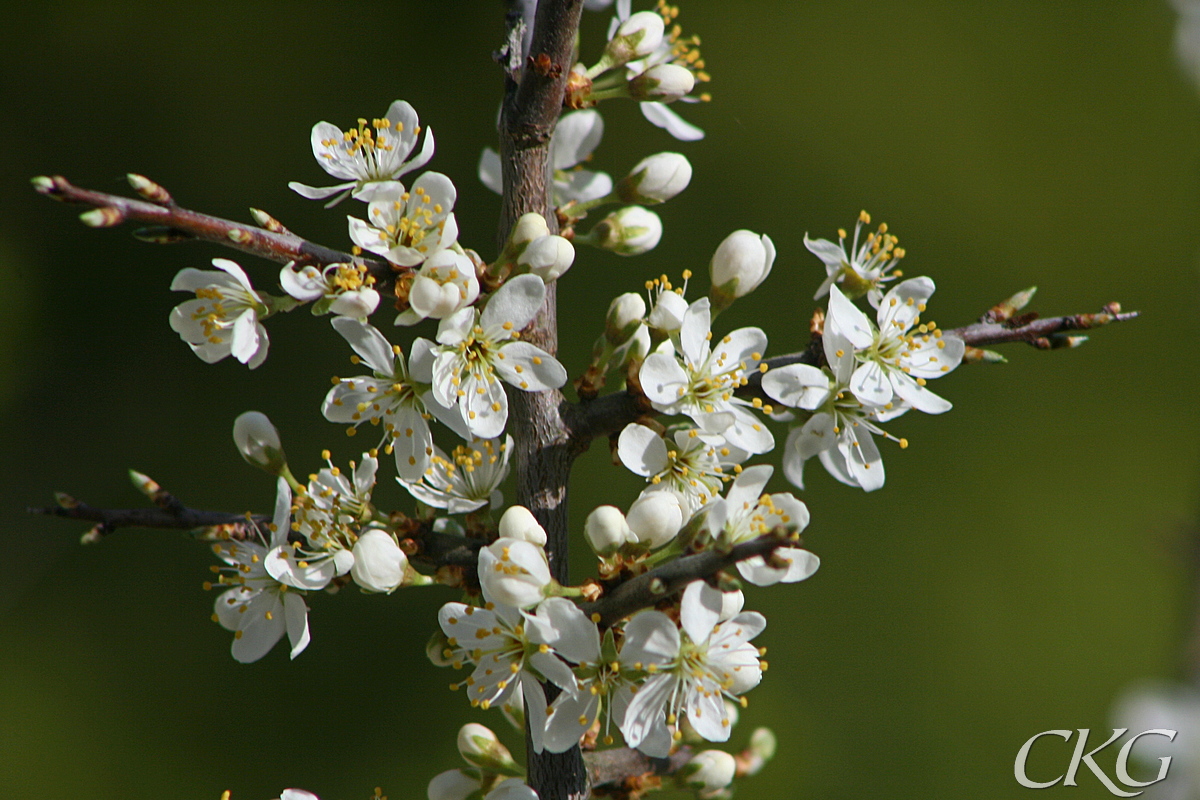 Slån blommar ofta hysteriskt, med otroliga mängder små, vita blommor