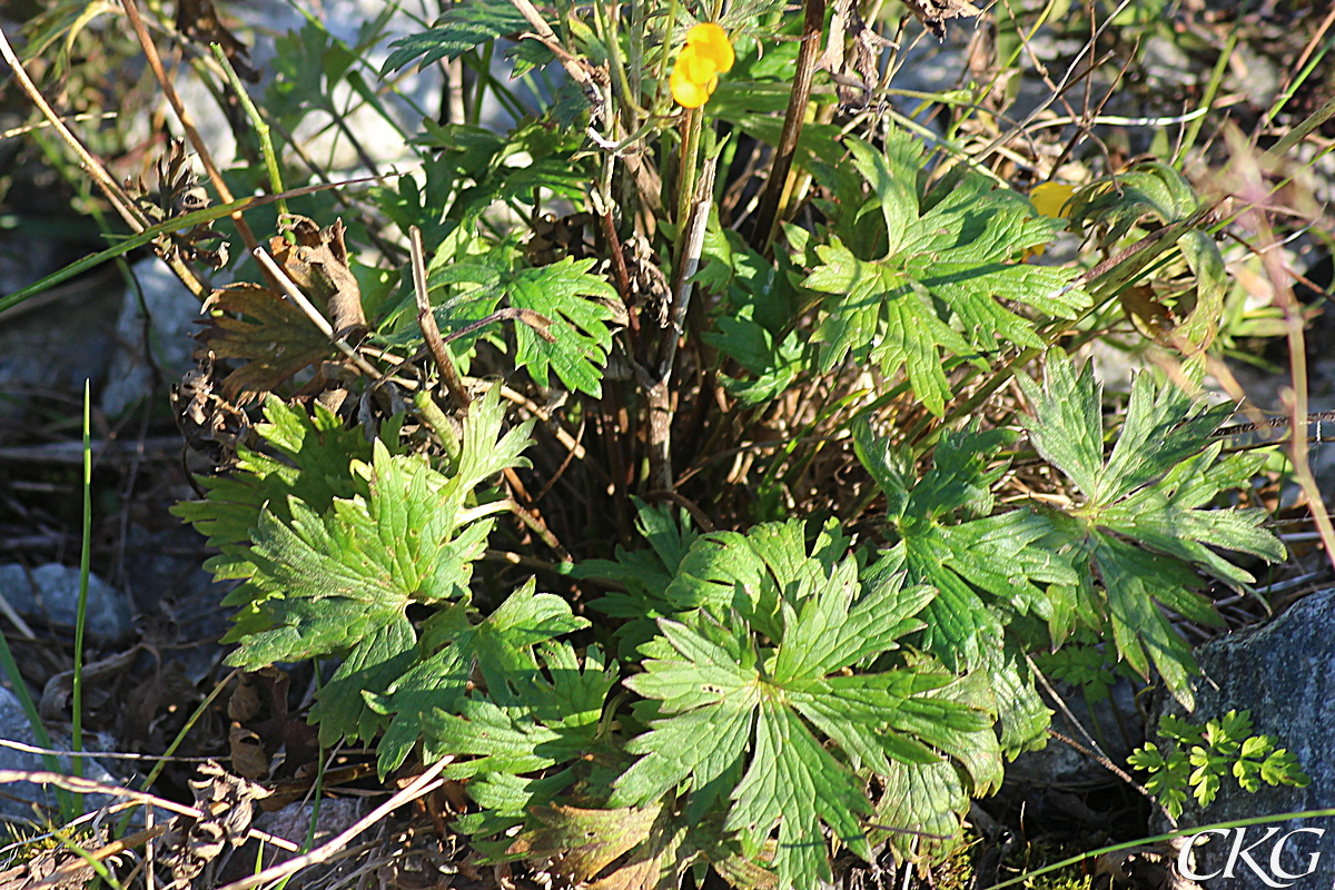 Smorblomma_bladrosett_Martentorpdamm_035877.JPG