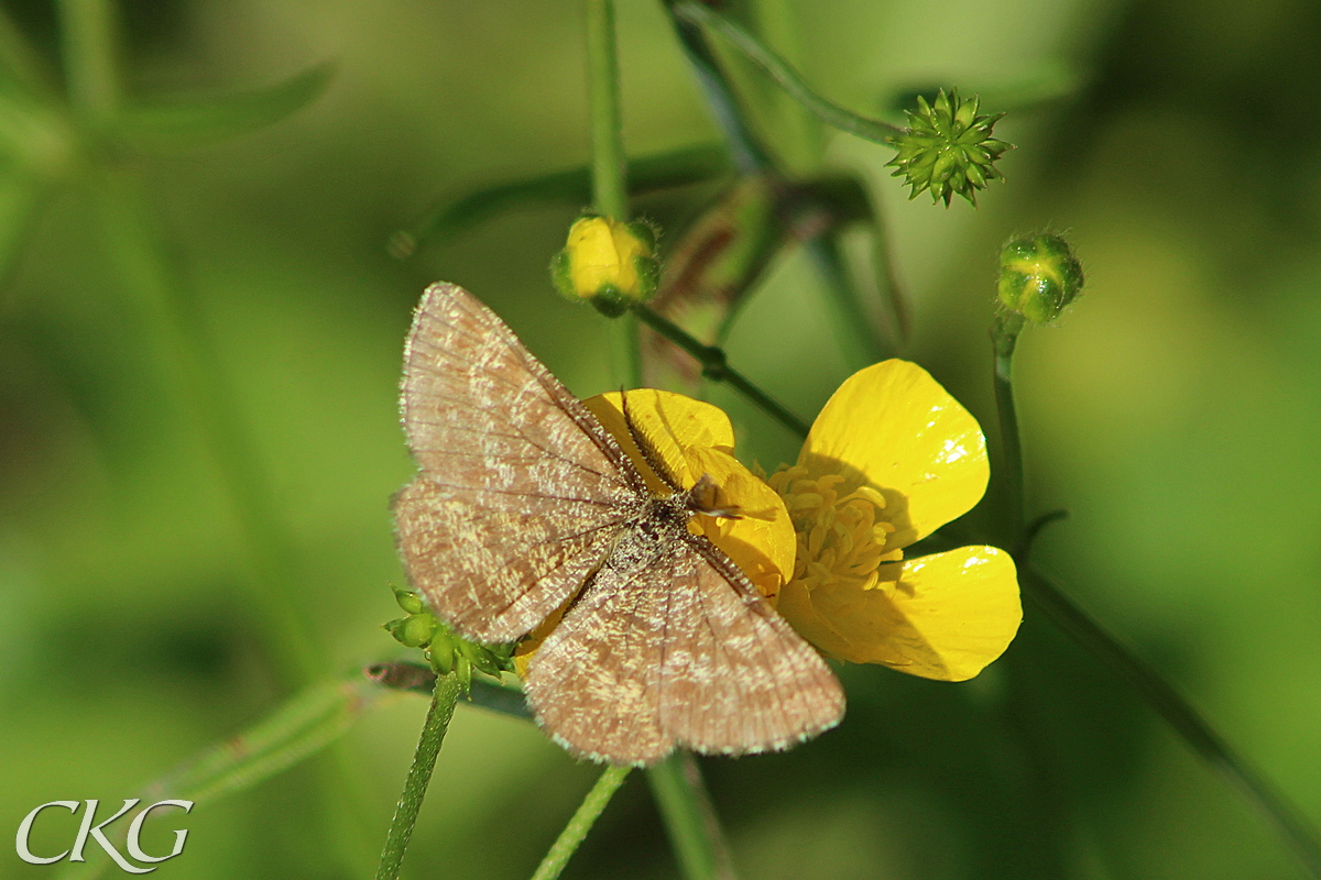 Smorblomma_m_angsmatare_59953.jpg