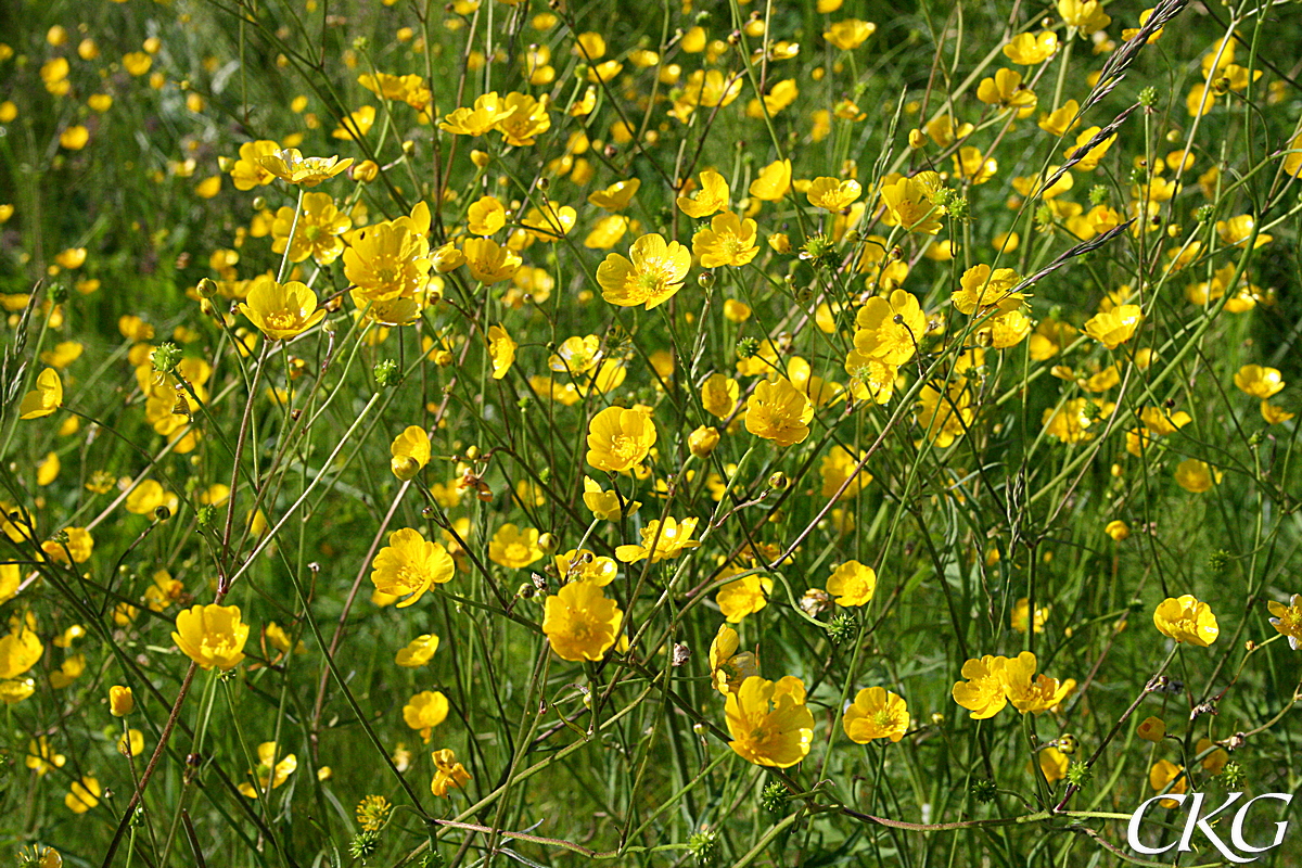 Smörblomshav i fd hästhagen