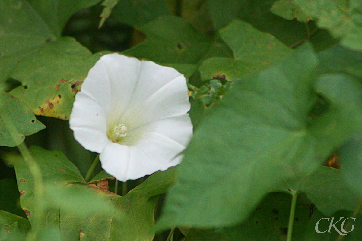 Snårvinda, vit blomma, Karlslund