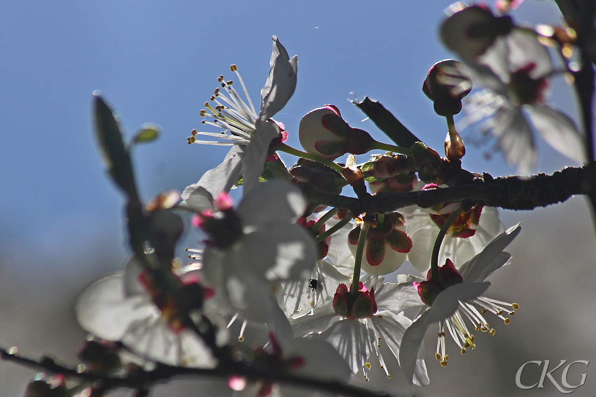 Doften av mandel är nästan lika ljuvlig som blommorna