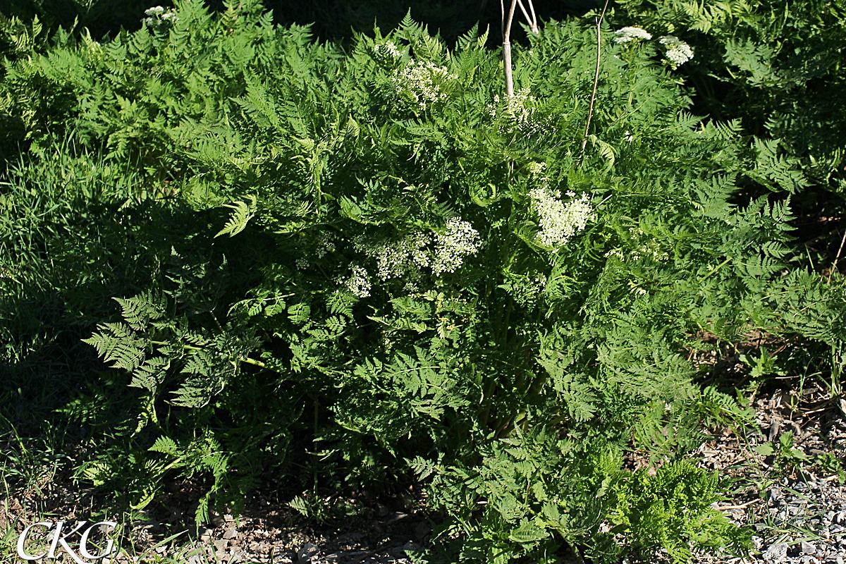 Det finns plantor vid flera gamla torp, och de stora plantorna med de mjuka, ljusgröna, doftande bladen är lätta att känna igen