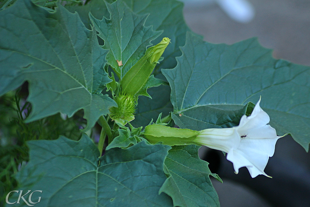 Spikklubba med fin blomma, knopp och omogen frukt