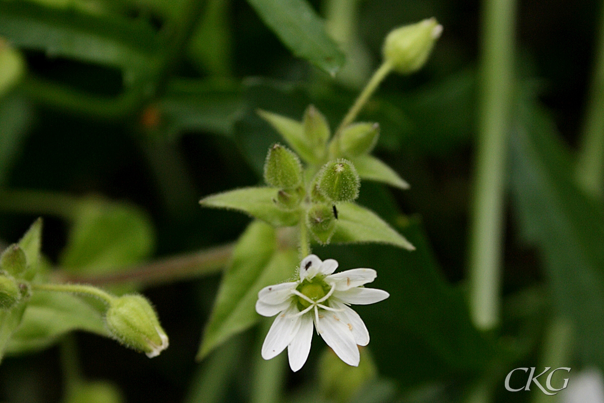 Vita blommor med djupt kluvna kronblad, som brukar vara lite längre än foderbladen