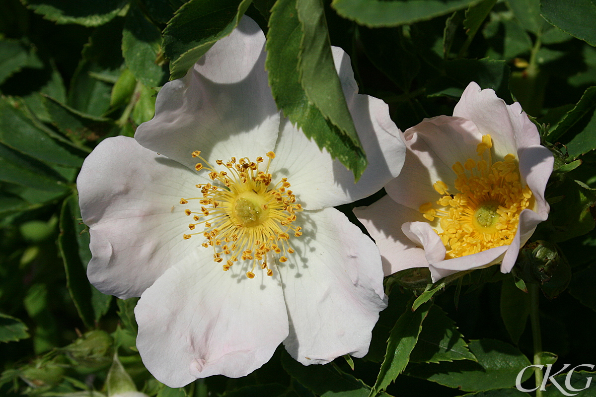 Stenros i blom, mkt belkt rosa blommor, stort buskage