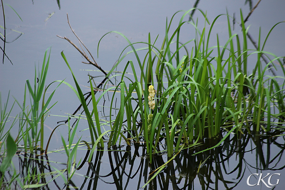 Storigelknopp_O_Martenstorpdammen_055419.JPG