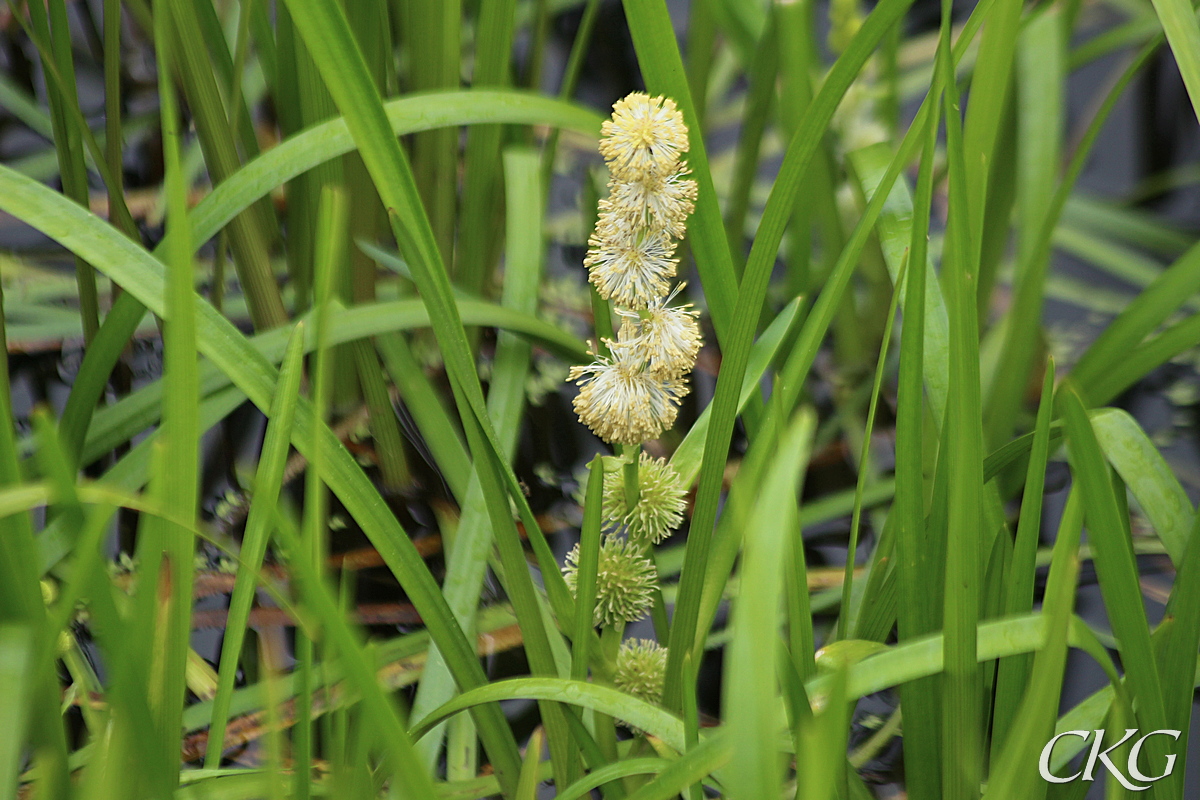 Storigelknopp_O_Martenstorpdammen_055423.JPG