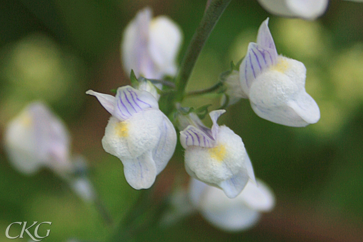 Blommorna är vita med fina, blåvioletta teckningar , helt ljuvliga