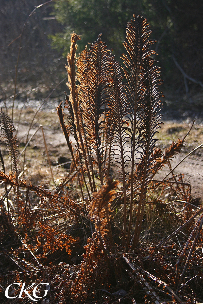 Strutbraken_vinterst_Fallahagen_2109.JPG