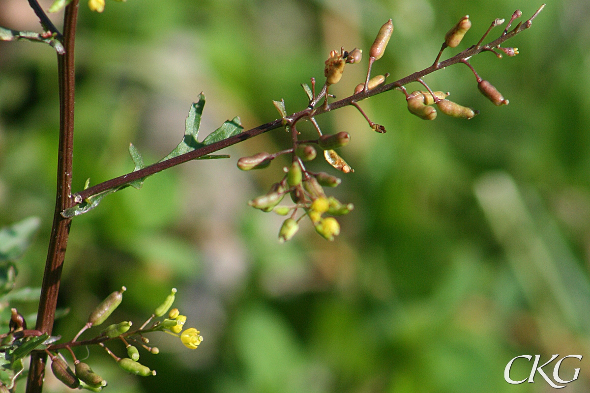 Sumpfräne, sista blommorna och omogna frökapslar