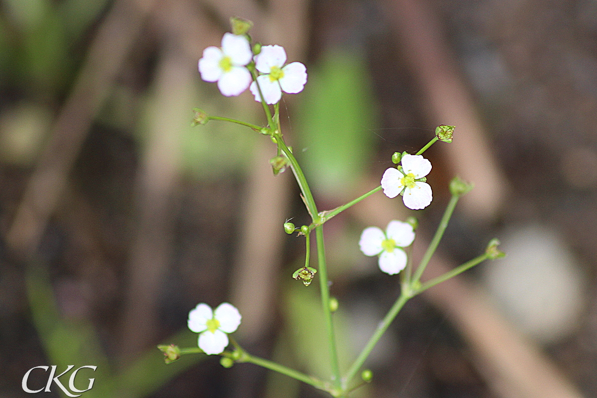 Svaltingblommorna har tre nästan helt runda, vita kronblad