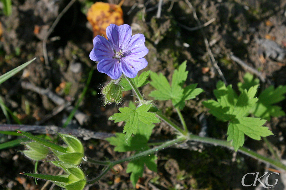 De blålila blommorna har urnupna kornblad och gulvita märken (brandnäva har röda märken)