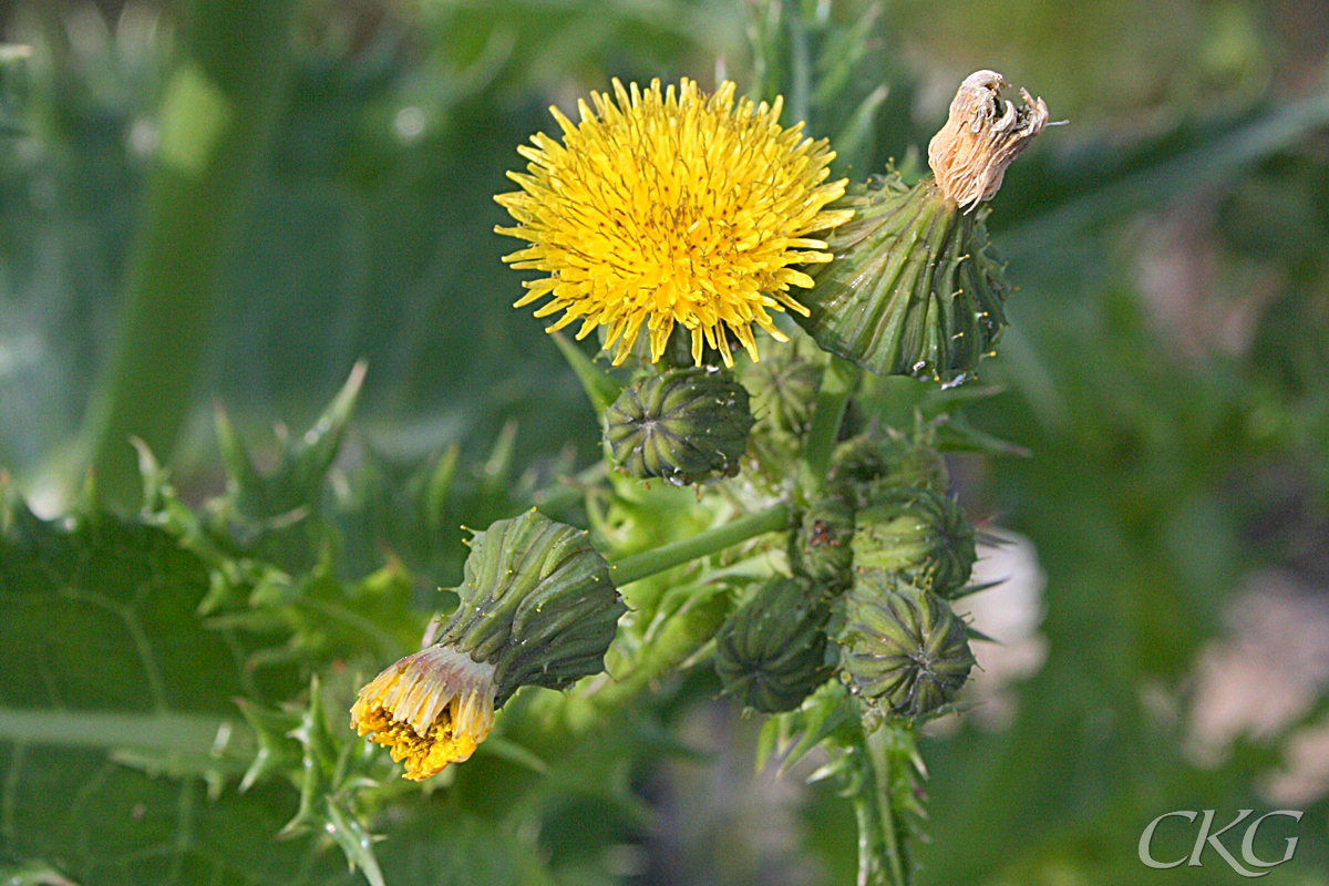 Gula blommor omgivna av en kal holk med lite mjuktaggiga fjäll